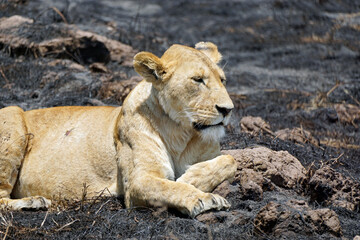 Fototapeta premium male and female lion lying in the savanna gras