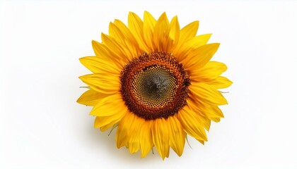 Fototapeta premium Single sunflower on white