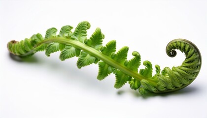 Green fern frond unfurling