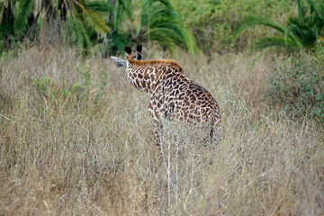 giraffe in the serengeti park