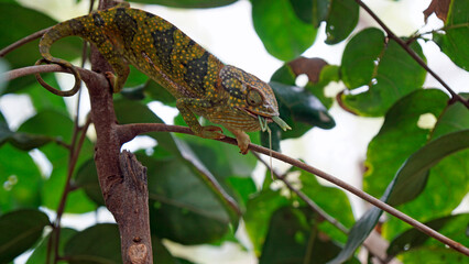 colorful chameleon on zanzibar island