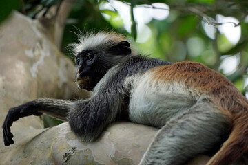 zanzibar colobus monkey (Piliocolobus kirkii)