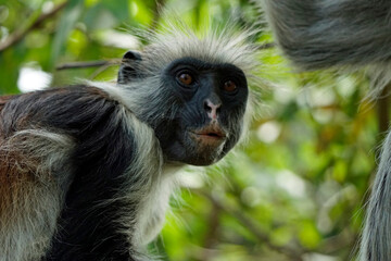 zanzibar colobus monkey (Piliocolobus kirkii)