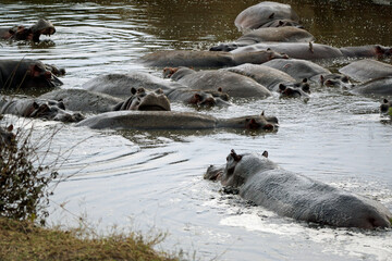 Fototapeta premium large group of hippos at a pond
