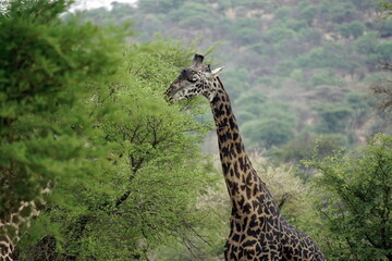 giraffe in the serengeti park