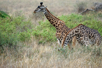 giraffe in the serengeti park