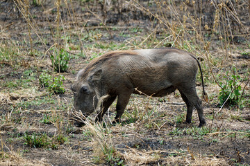 warthog in the serengeti savanna