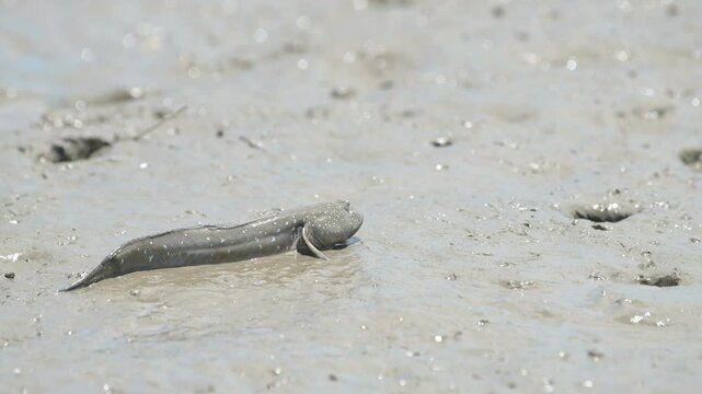求愛のジャンプをするムツゴロウ