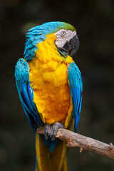 The stunning Blue-and-yellow Macaw showing off its vibrant colors under the warm skies. Every feather tells a story of the Amazon’s beauty and wild spirit. Manu National Park-Peru