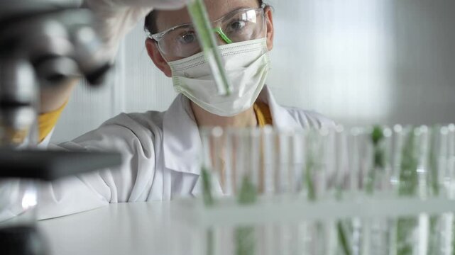 Woman scientist wearing a lab coat, white gloves and protective face mask, is holding a test tube with plants inside, close up. Science and medicine concepts