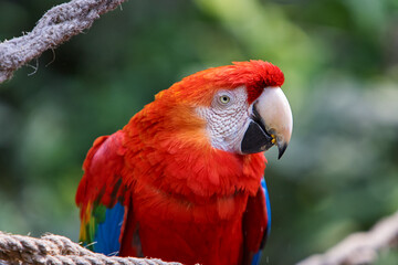 The Scarlet Macaw lights up the rainforest with its bold colors and playful spirit. Nature’s palette at its finest. Manu National Park-Peru