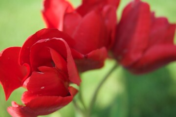 Red Tulips