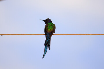 Swallow-tailed Hummingbird (Eupetomena macroura), perched alone on a clothesline, under a blue sky covered by a white mist.