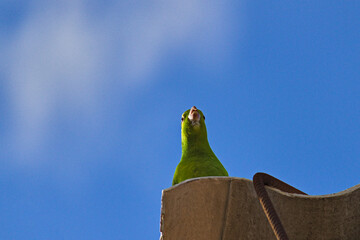 Orange-winged Parrot (Amazona amazonica), perched high on a roof, squawking under a blue sky with thin white clouds.