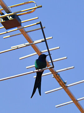 Hummingbird resting on the aluminum rods of a television antenna, under a cloudless blue sky.