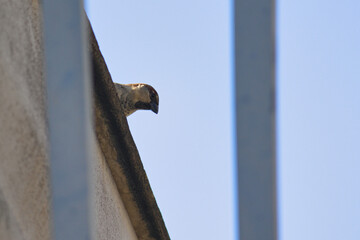 House Sparrow ( Passer domesticus ), perched high on a roof between two bars of a fence.