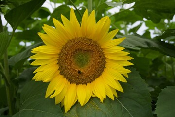 Sunflower 2