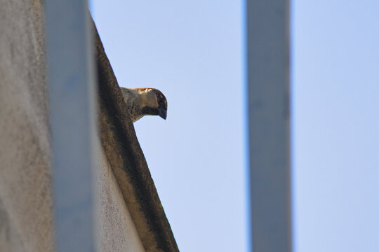 House Sparrow ( Passer domesticus ), perched high on a roof between two bars of a fence.