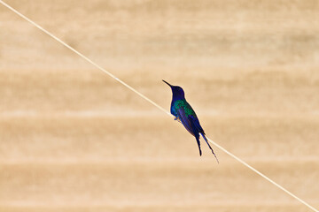 Swallow-tailed Hummingbird (Eupetomena macroura), perched comfortably on a clothesline, against a rustic background.