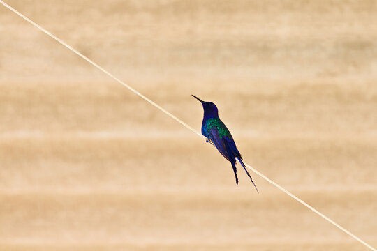 Swallow-tailed Hummingbird (Eupetomena macroura), perched comfortably on a clothesline, against a rustic background.