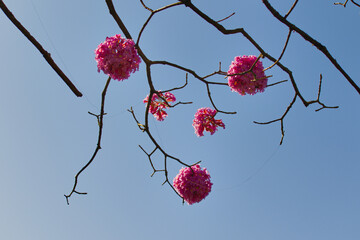 low view of flower clusters on a Purple Ipe branch, under a heavenly blue sky.