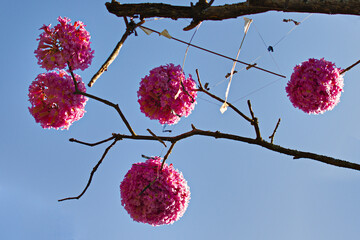 branch of purple ipe, with five bunches of flowers, under a blue sky.