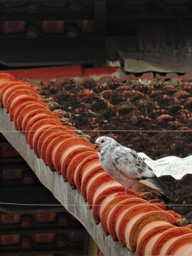 Dove with spotted plumage, perched on a roof ridge.