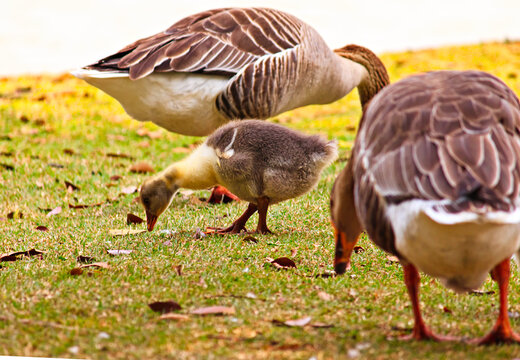 baby goose calmly pecking the lawn, sheltered between two adult geese.