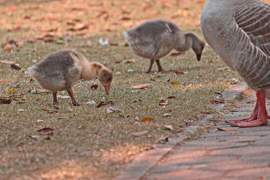 two goose chicks pecking the lawn, under the watchful eye of mother goose.