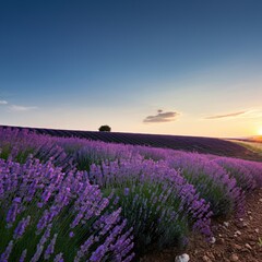 Obraz premium Rolling hills covered in vibrant lavender fields at sunrise