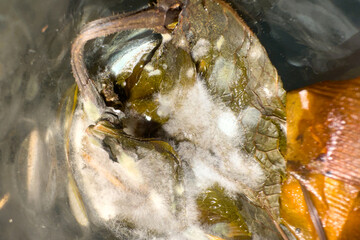 An empty cup of tea with mint developed mold