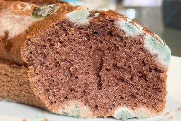 Half of a chocolate cake developed mold on the surface
