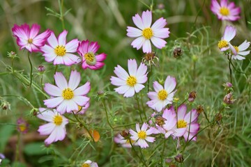 Fototapeta premium Cosmos flowers in full bloom. Autumn flower background material.