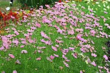 Cosmos flowers in full bloom. Autumn flower background material.