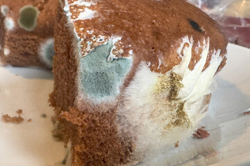 Half of a chocolate cake developed mold on the surface
