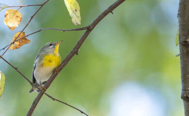 Closeup of a northern parula perched on a branch.