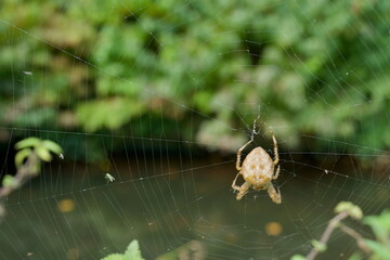 spider in the web