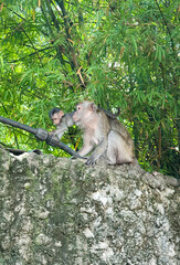 Monkey at Batu Cave