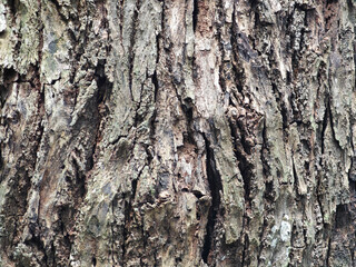 Bark pattern is seamless texture from tree. For background