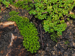 Green moss on the stone floor