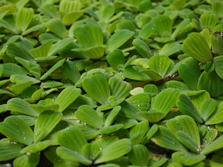 Pistia tree or Pistia stratiotes in a tub