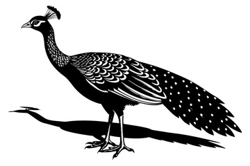 Beautiful female peahen or peacock-