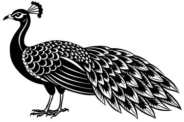 Naklejka premium Beautiful female peahen or peacock-