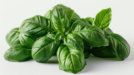 Fototapeta premium A bunch of fresh green basil leaves isolated on a white background.