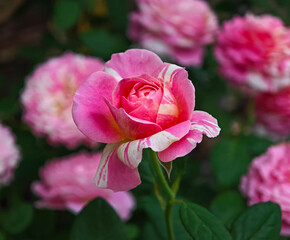 pink rose flower in the garden of roses