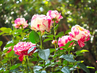 Rose double delight  in the garden rose