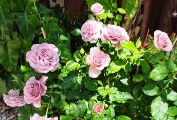 Light Purple Rose Bush in Bloom
