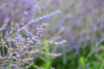 Obraz premium A field of lavender flowers with a blue sky in the background