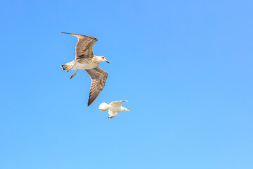 Two seagulls flying in the sky