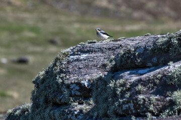 Chasco-cinzento (Oenanthe oenanthe) | Northern wheatear